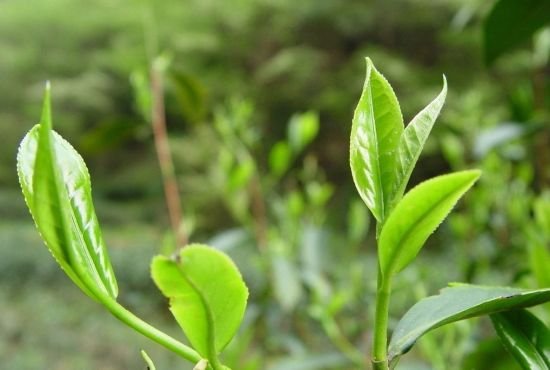 禅茶一味是悟