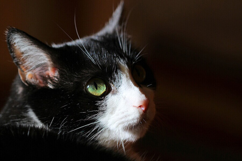 猫.jpg