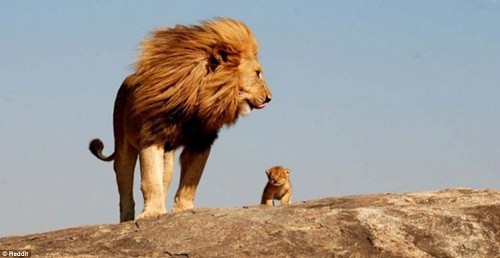 动物亲子萌照图集-狮子