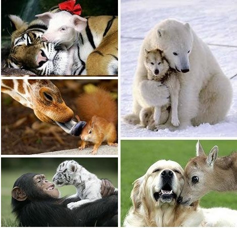 动物之间的友谊