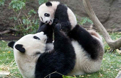 动物亲子萌照图集-熊猫