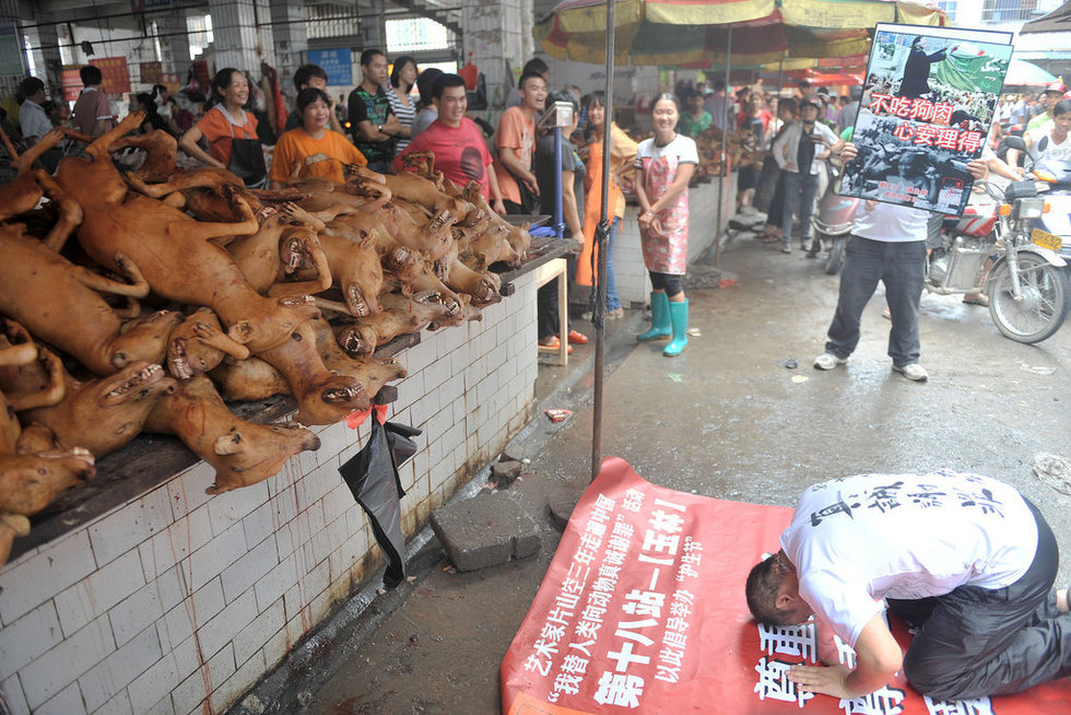 艺术家在狗肉市场下跪谢罪