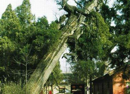 确山北泉寺