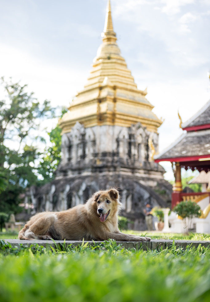 泰国佛教寺庙中的狗